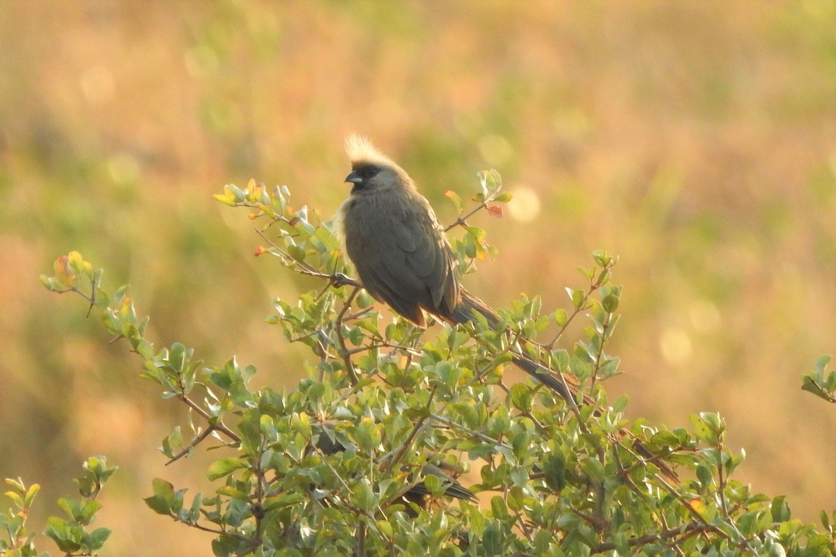 Speckled Mousebird - ML483272161