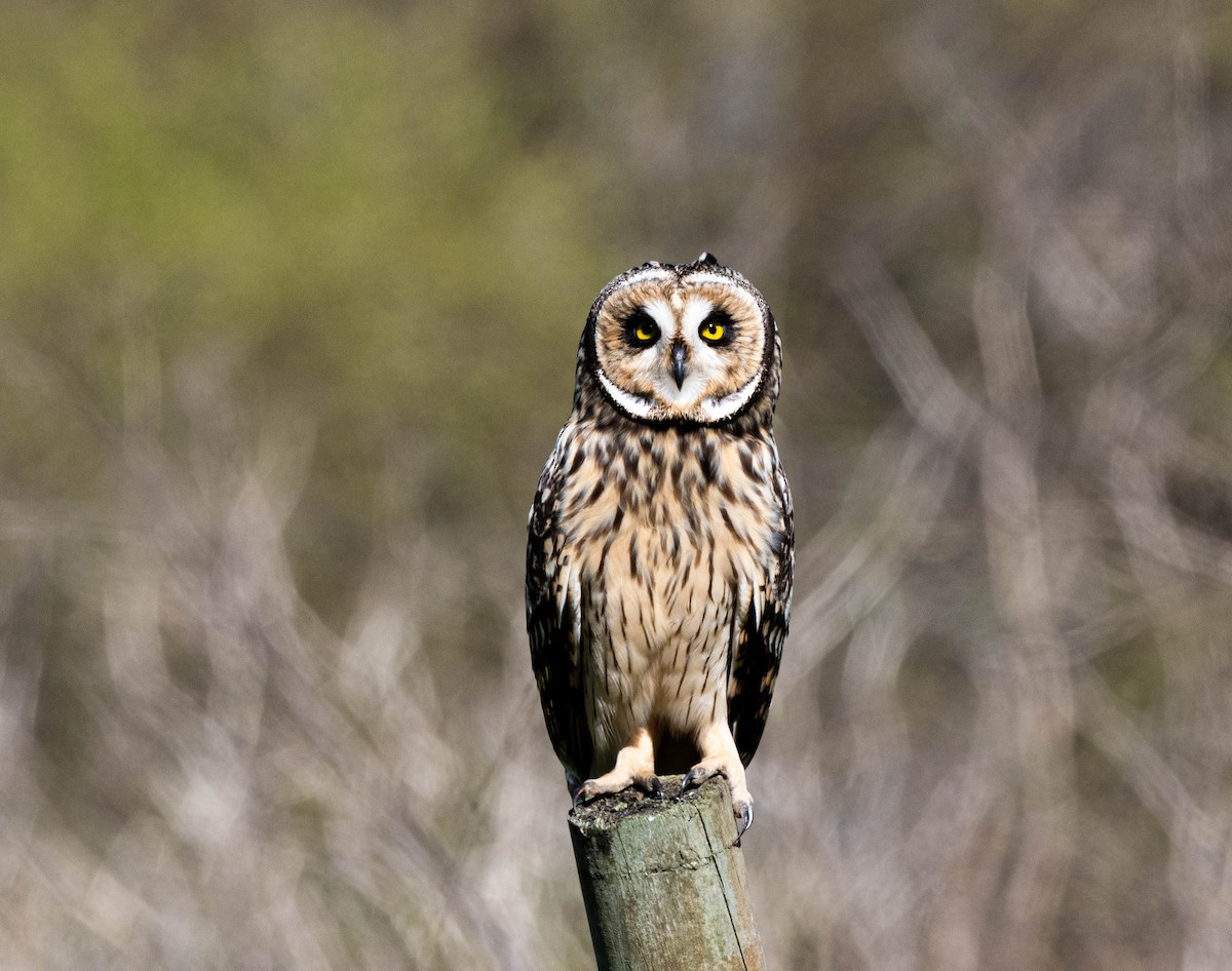 Short-eared Owl - ML483278581