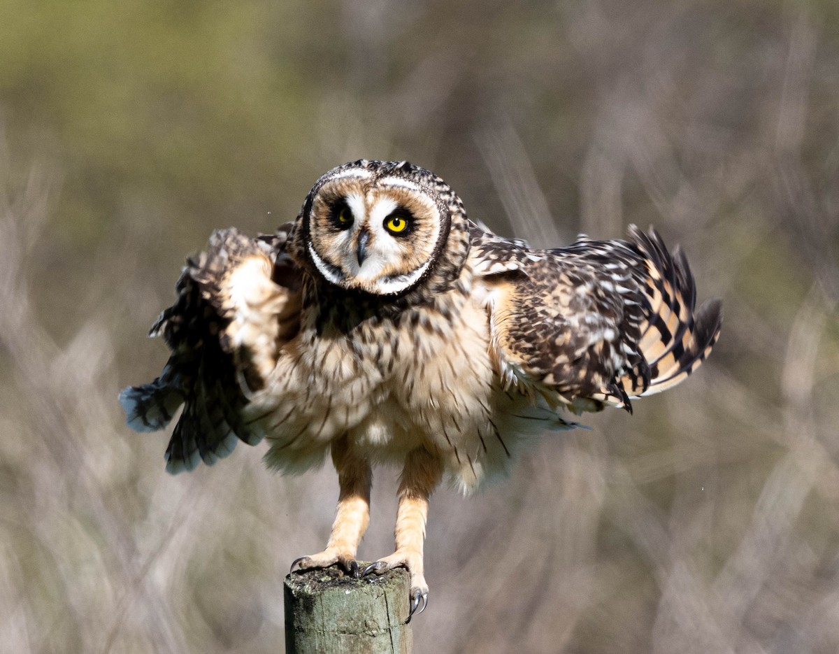 Short-eared Owl - ML483278591