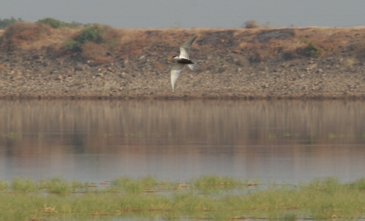 Black-bellied Tern - Praveen  Kumar