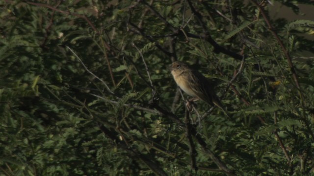 Grasshopper Sparrow - ML483281