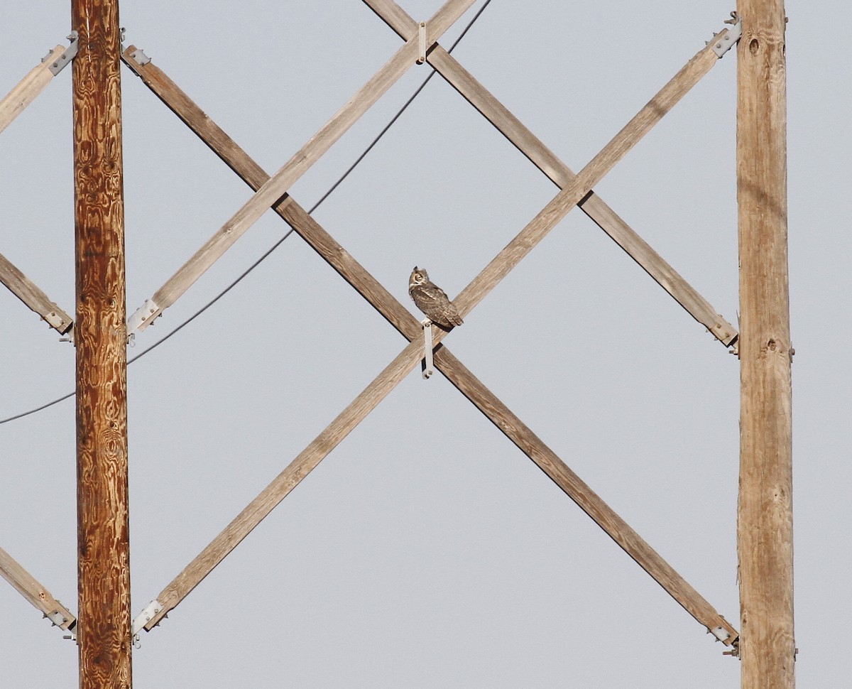 Great Horned Owl - ML483282381