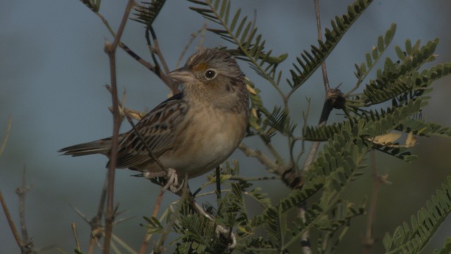 Grasshopper Sparrow - ML483287