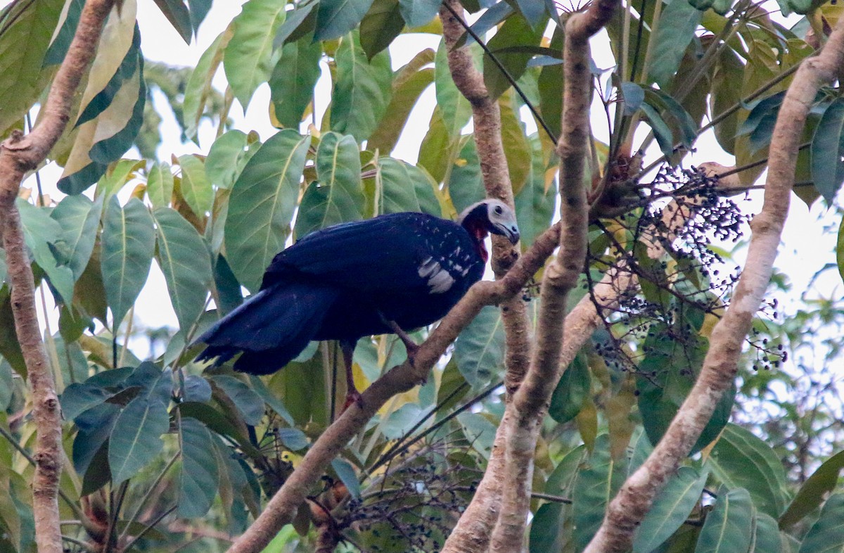 Red-throated Piping-Guan - ML483290451
