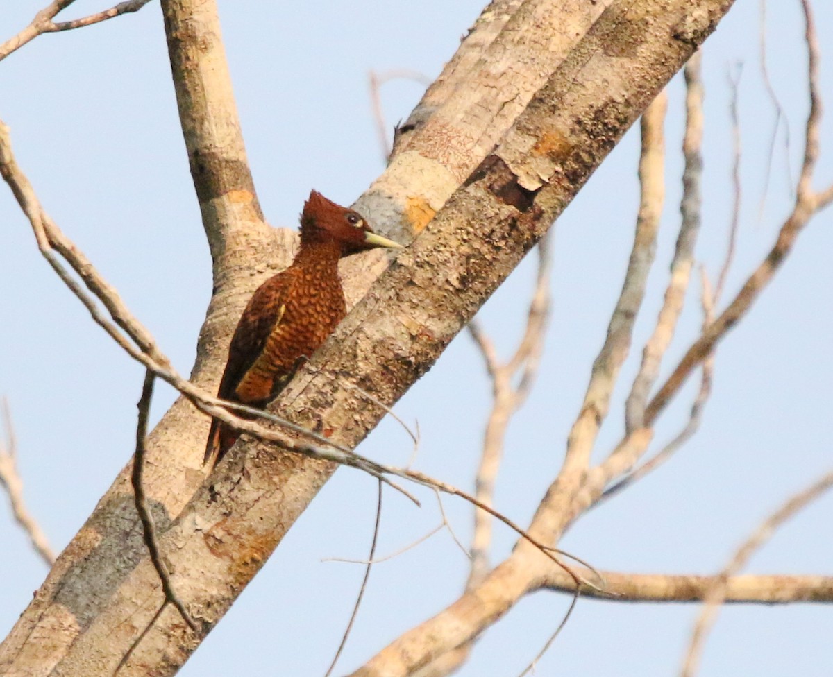 Waved Woodpecker (Scale-breasted) - ML483291561