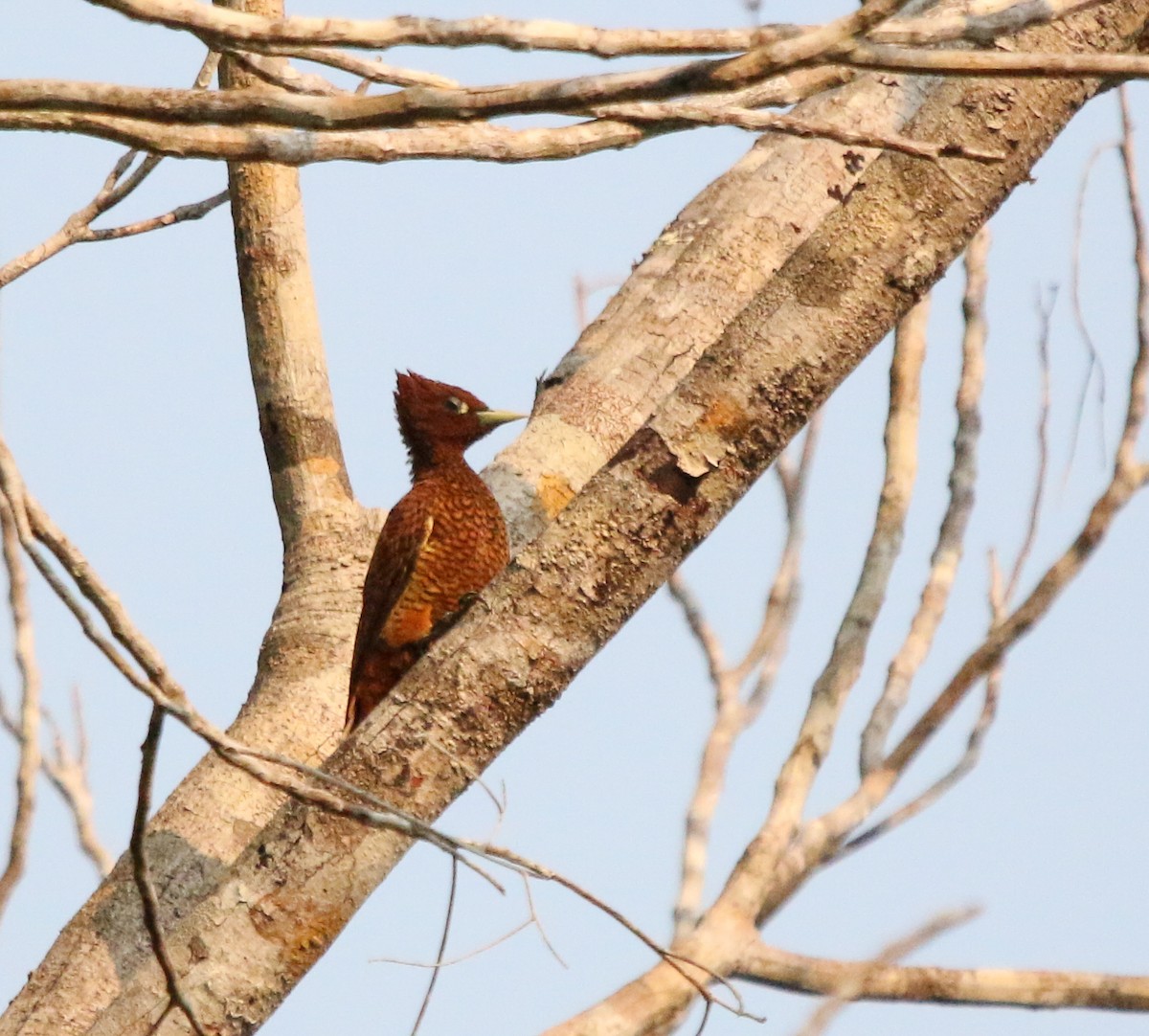 Waved Woodpecker (Scale-breasted) - ML483291571
