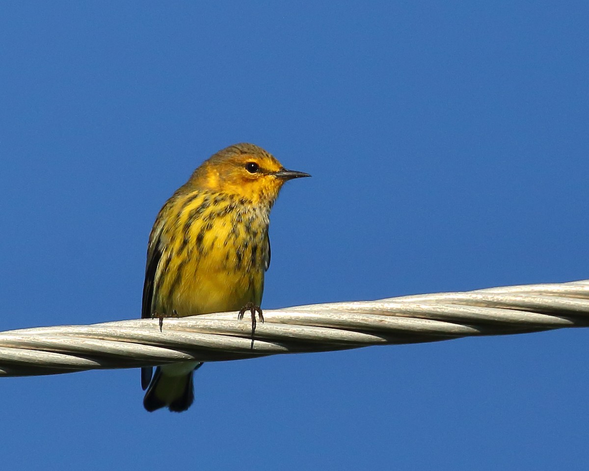 Cape May Warbler - ML483300791