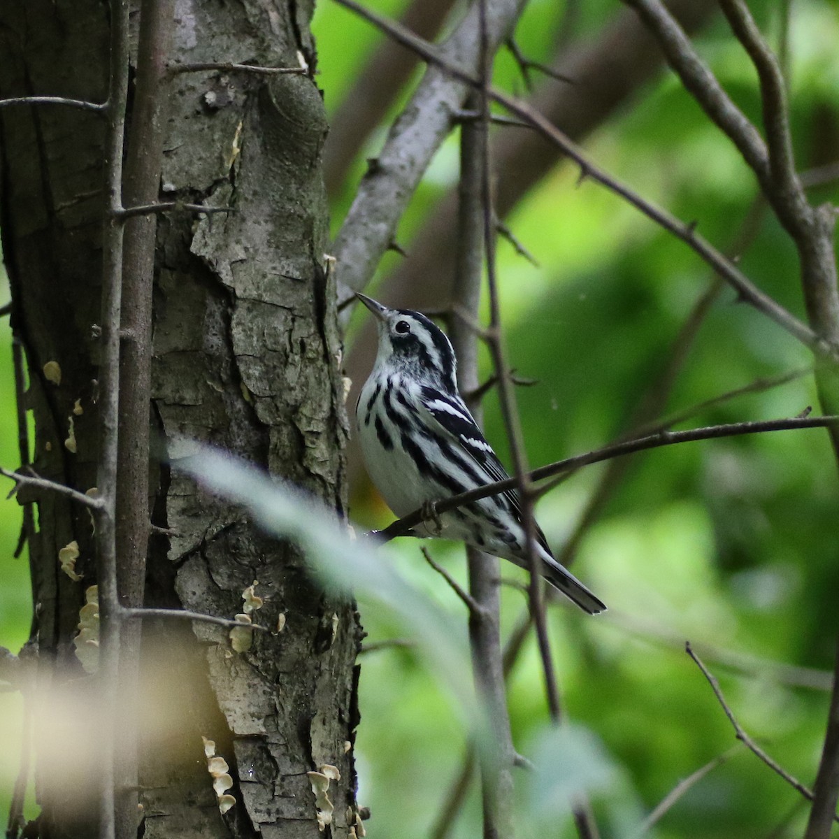 Black-and-white Warbler - ML483301751