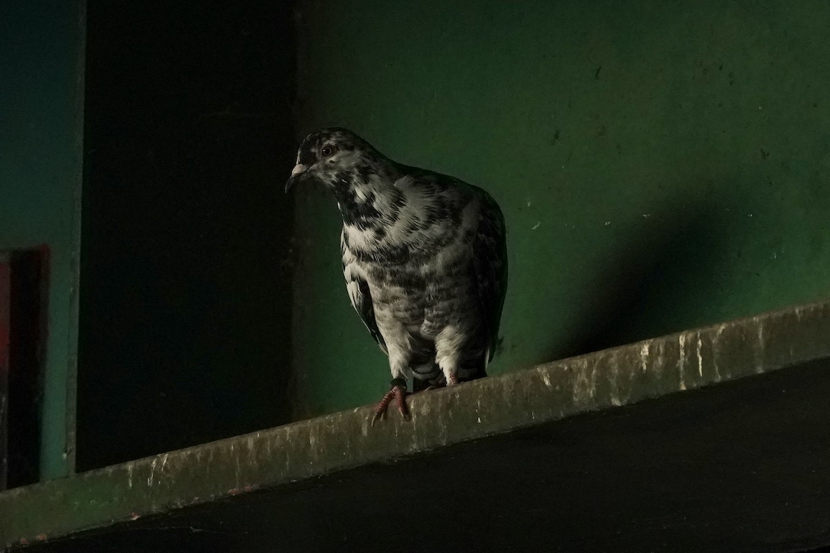 Rock Pigeon (Feral Pigeon) - ML483305311