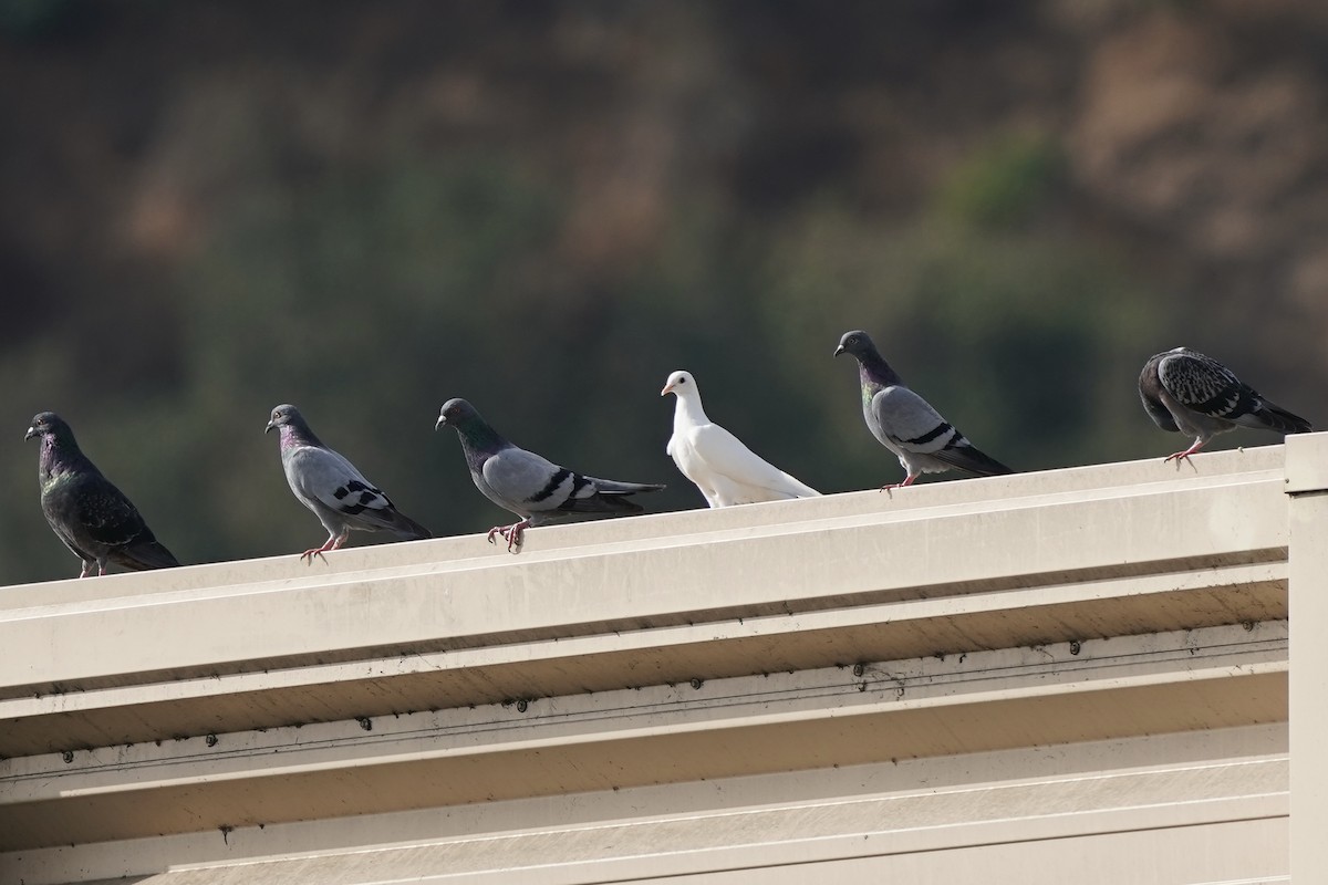 Rock Pigeon (Feral Pigeon) - ML483305321