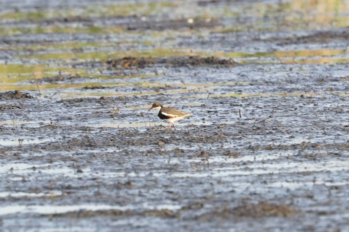 Red-kneed Dotterel - ML483307361