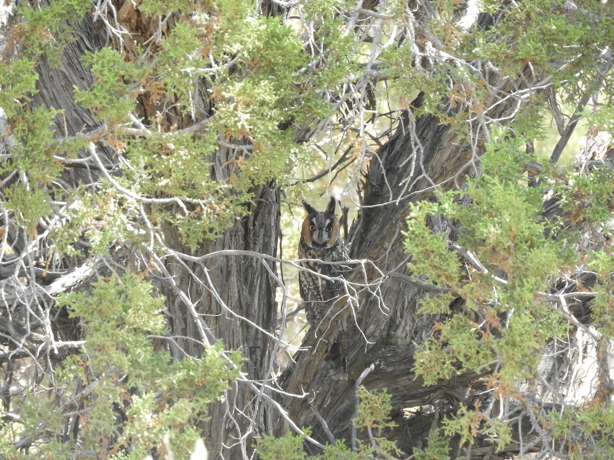 Long-eared Owl - ML483311651
