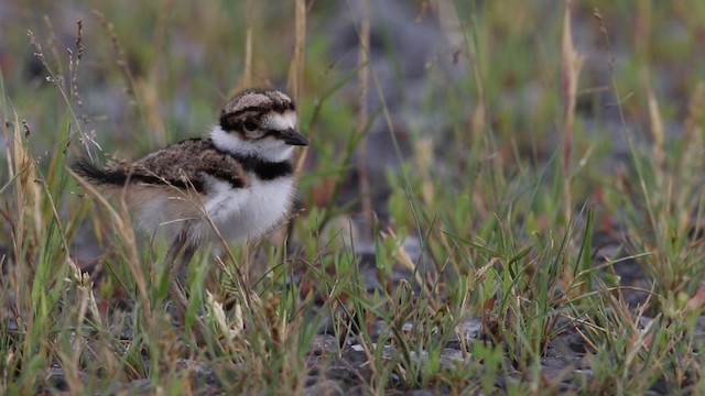 - Killdeer