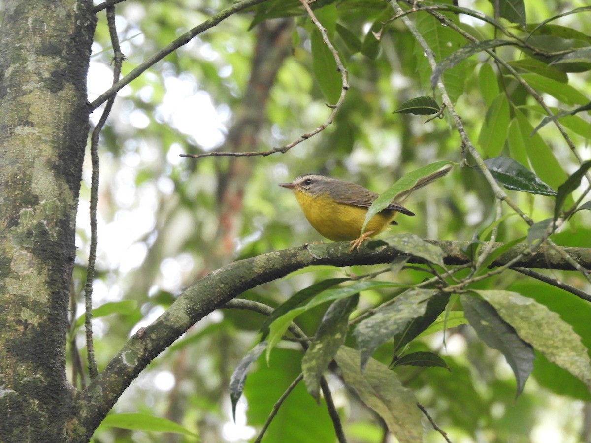 Golden-crowned Warbler - ML483316691