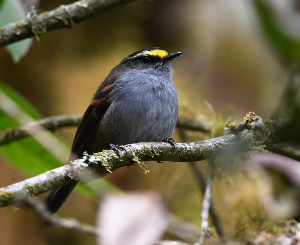 Golden-browed Chat-Tyrant - ML483329151