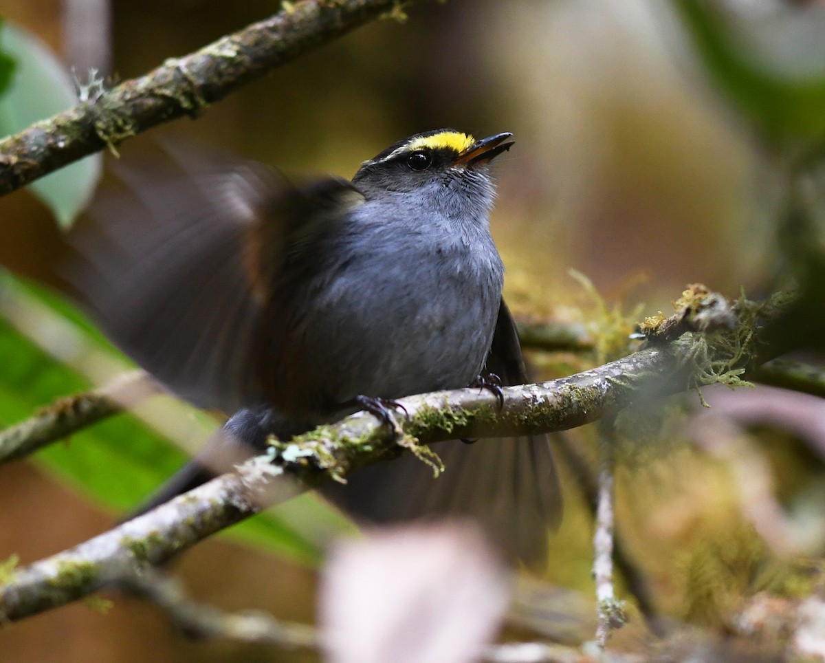 Golden-browed Chat-Tyrant - ML483329161