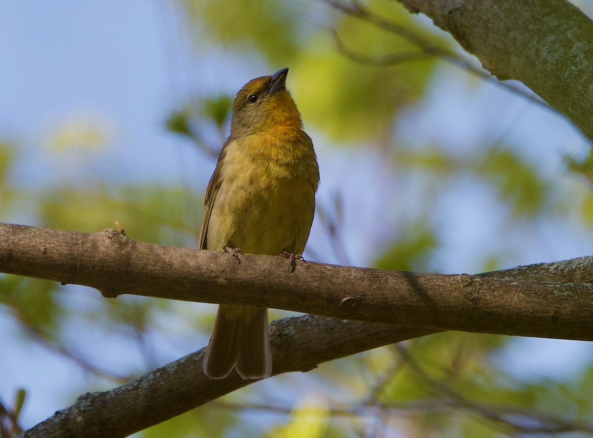 Hepatic Tanager - ML483333611