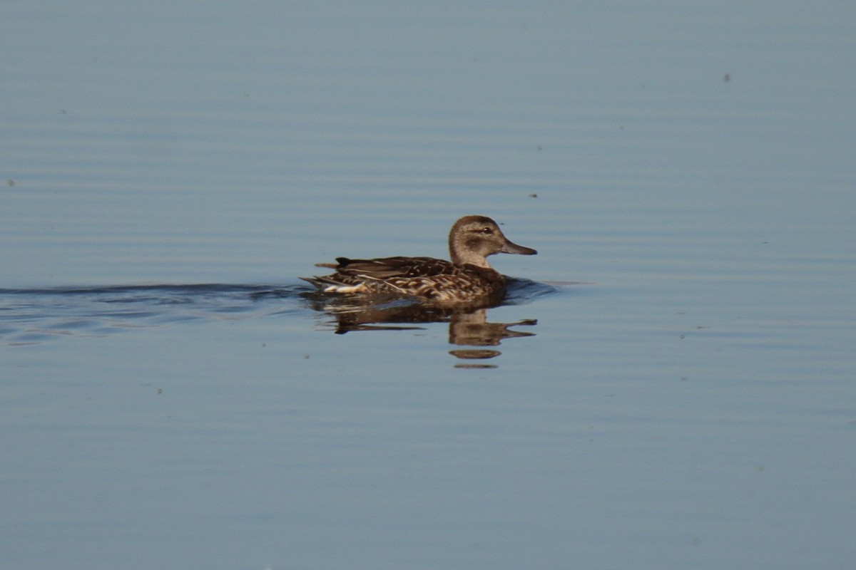Green-winged Teal - ML483334491