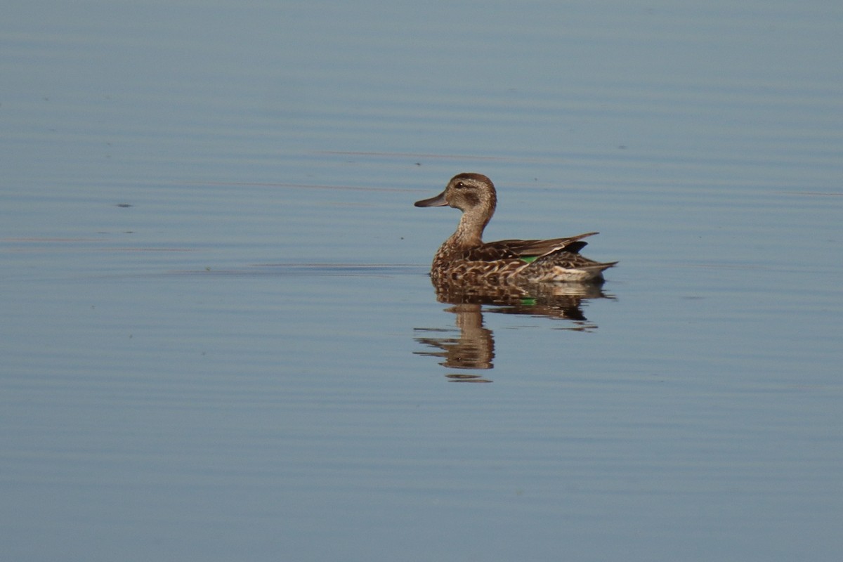 Green-winged Teal - ML483334531