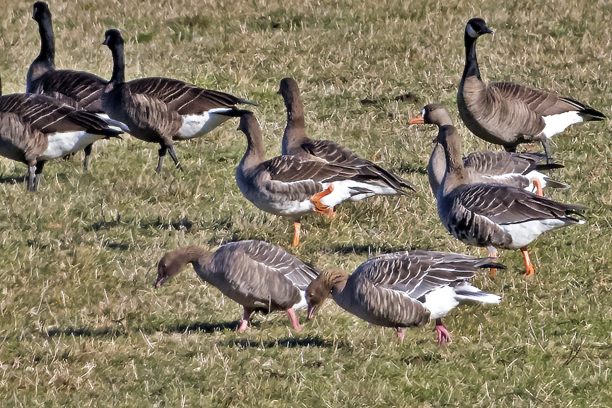 Pink-footed Goose - ML48334461