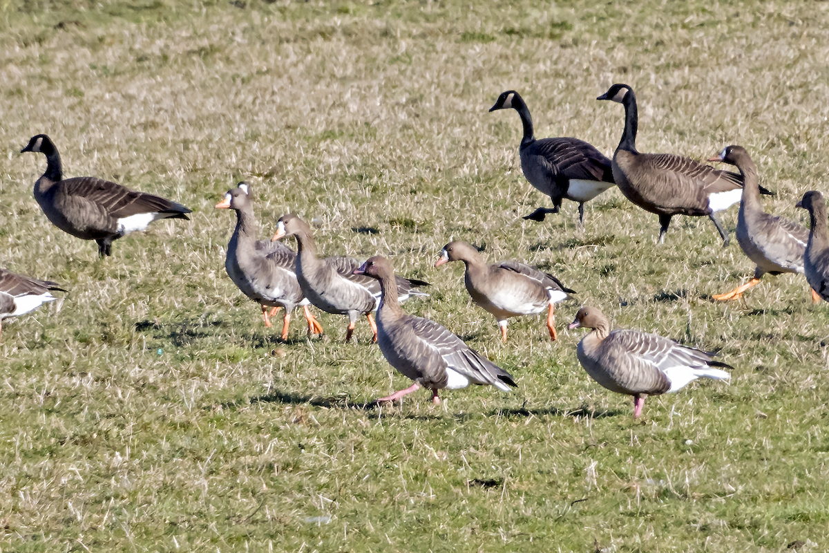 Pink-footed Goose - ML48334471
