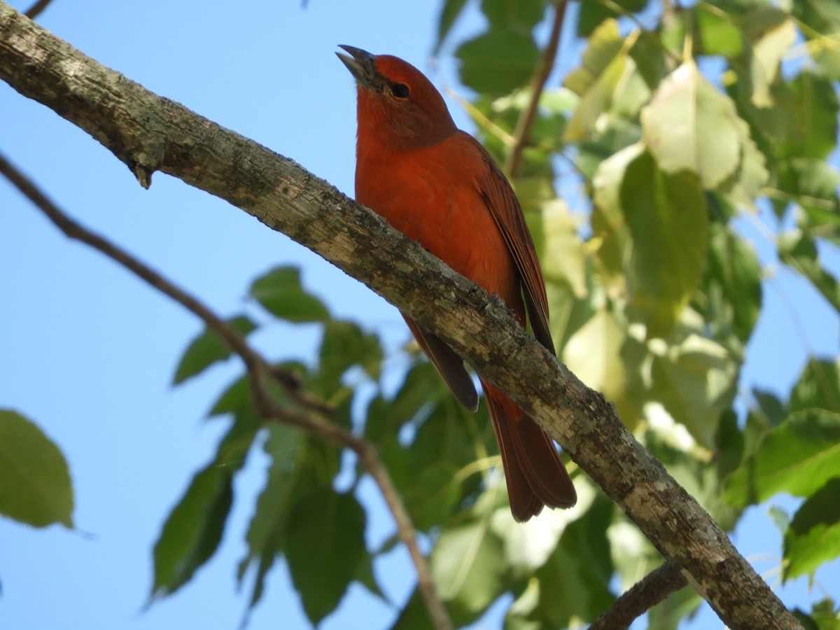 Hepatic Tanager - ML483344851