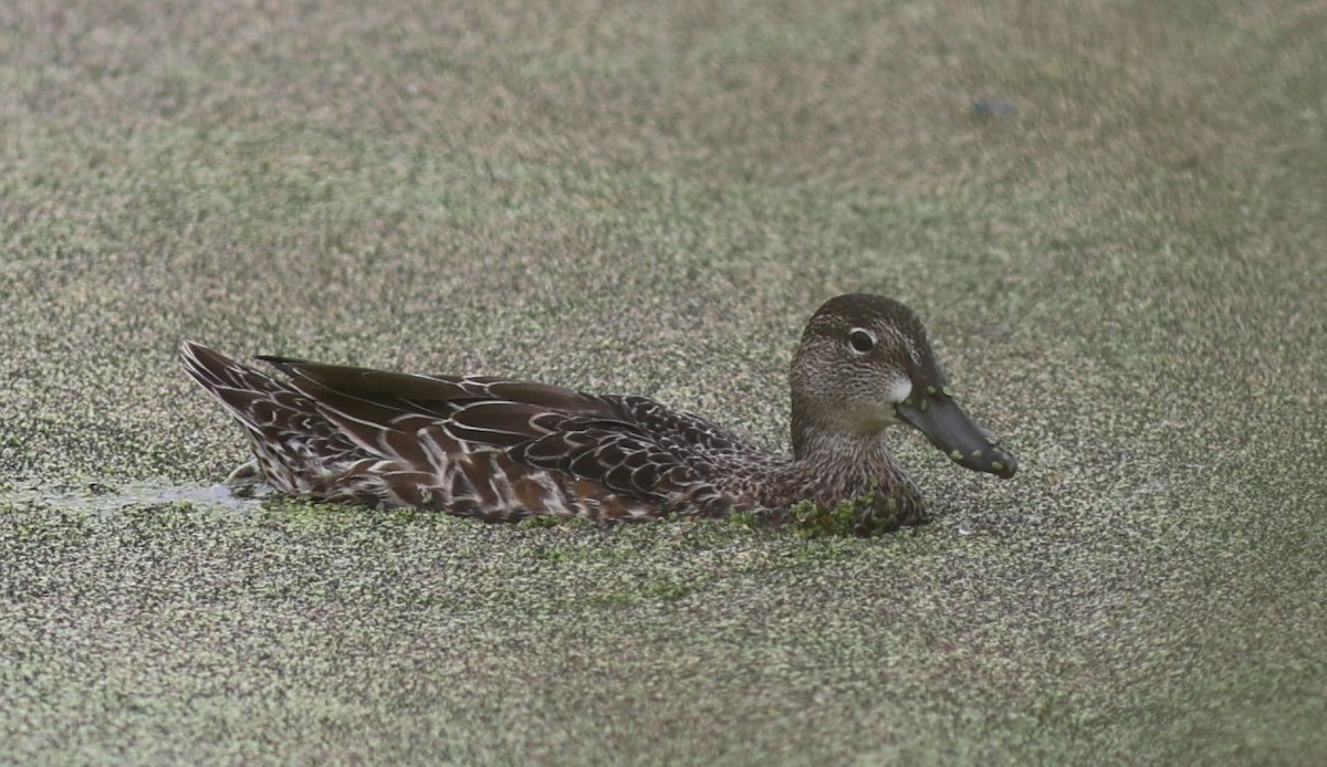 Blue-winged Teal - ML483353291