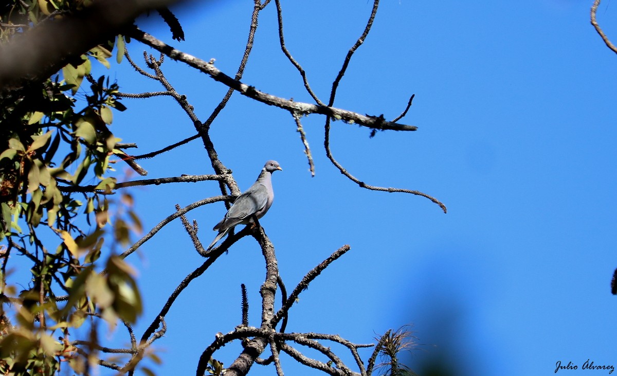 Band-tailed Pigeon - ML483356991