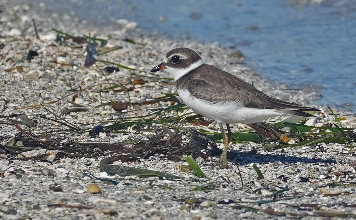Semipalmated Plover - ML483364471