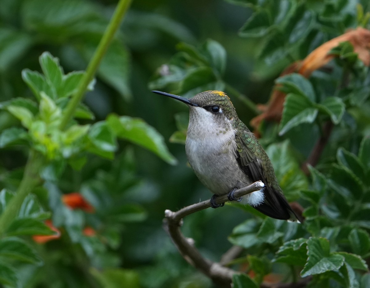 Ruby-throated Hummingbird - Pete Sole