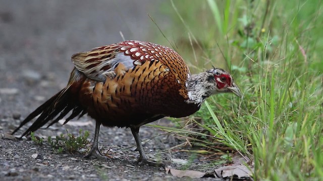 Ring-necked Pheasant - ML483372