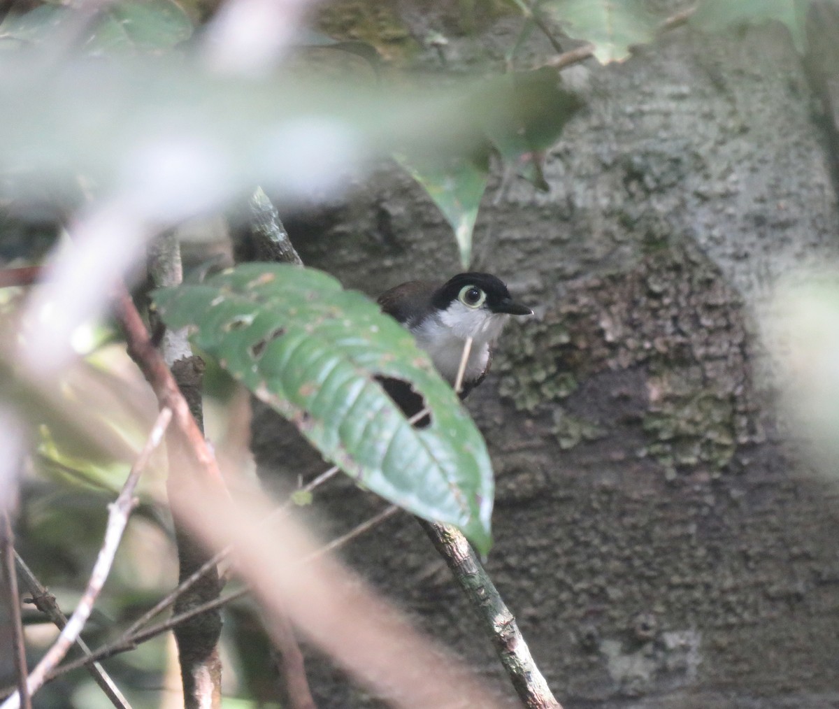 White-breasted Antbird - ML483373961