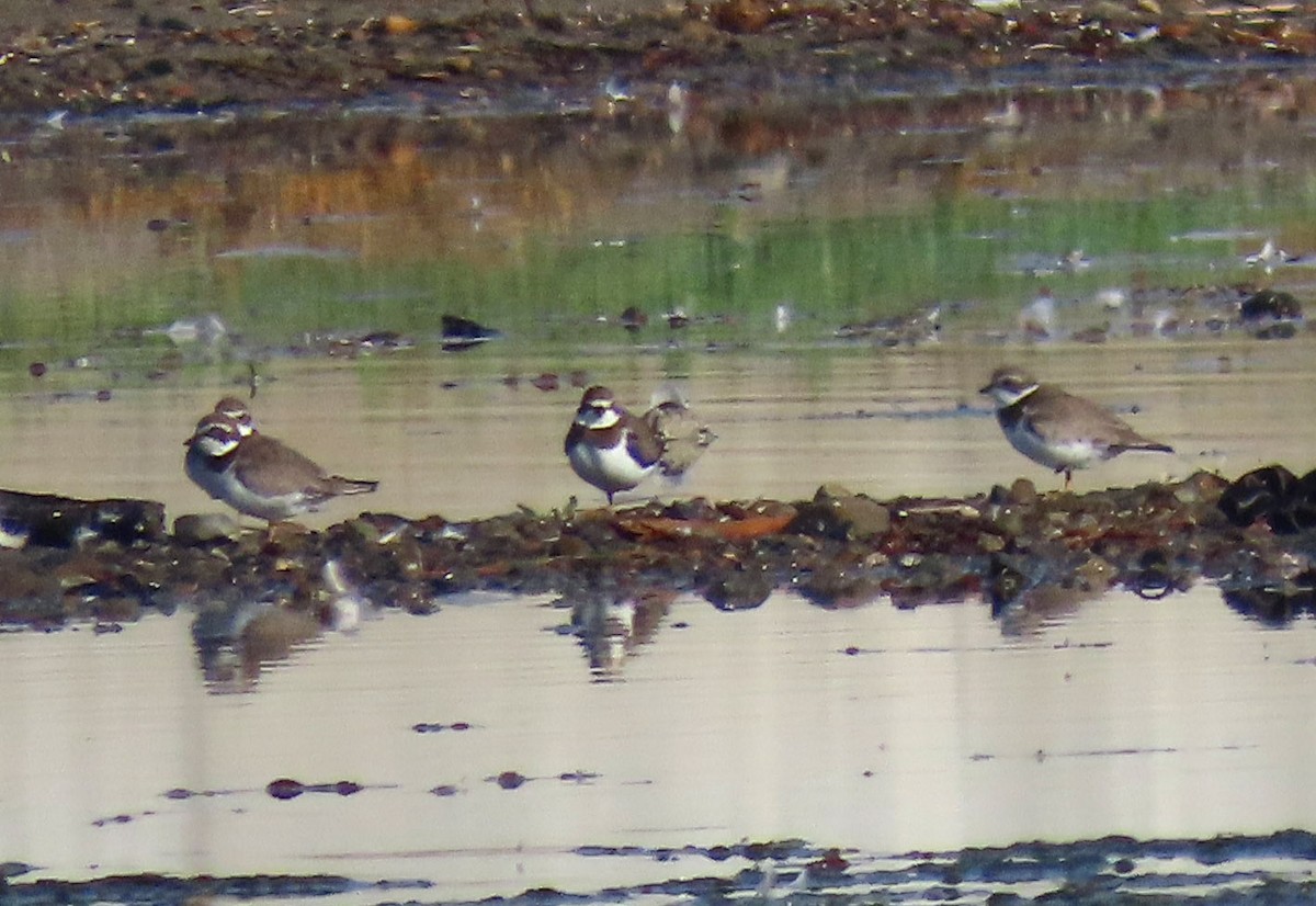 Semipalmated Plover - ML483375531