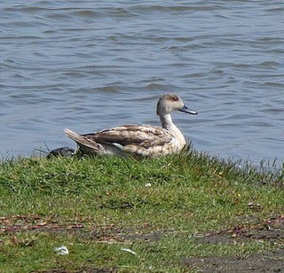 Crested Duck, ML48337691