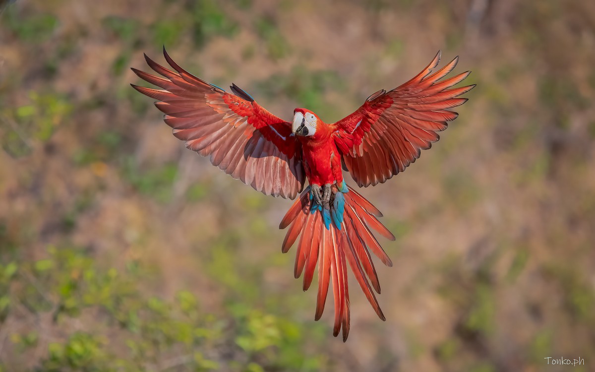 Red-and-green Macaw - ML483377681