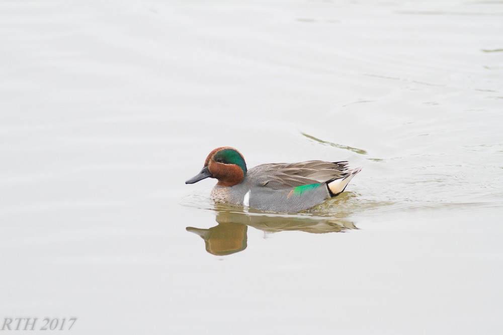 Green-winged Teal - ML48338421