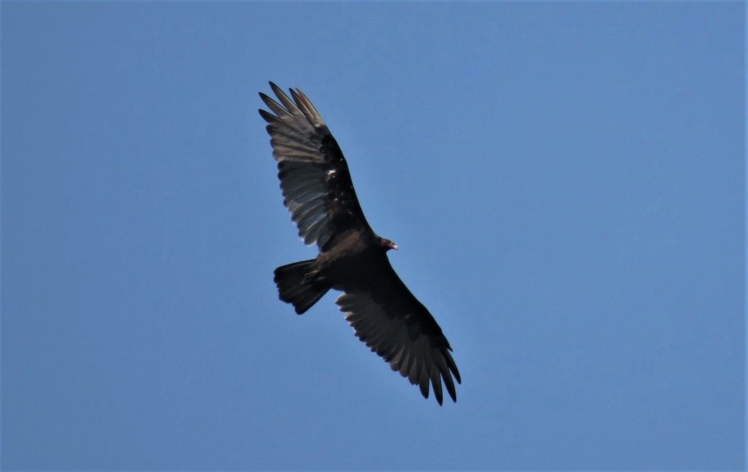 Turkey Vulture - Mark Vernon