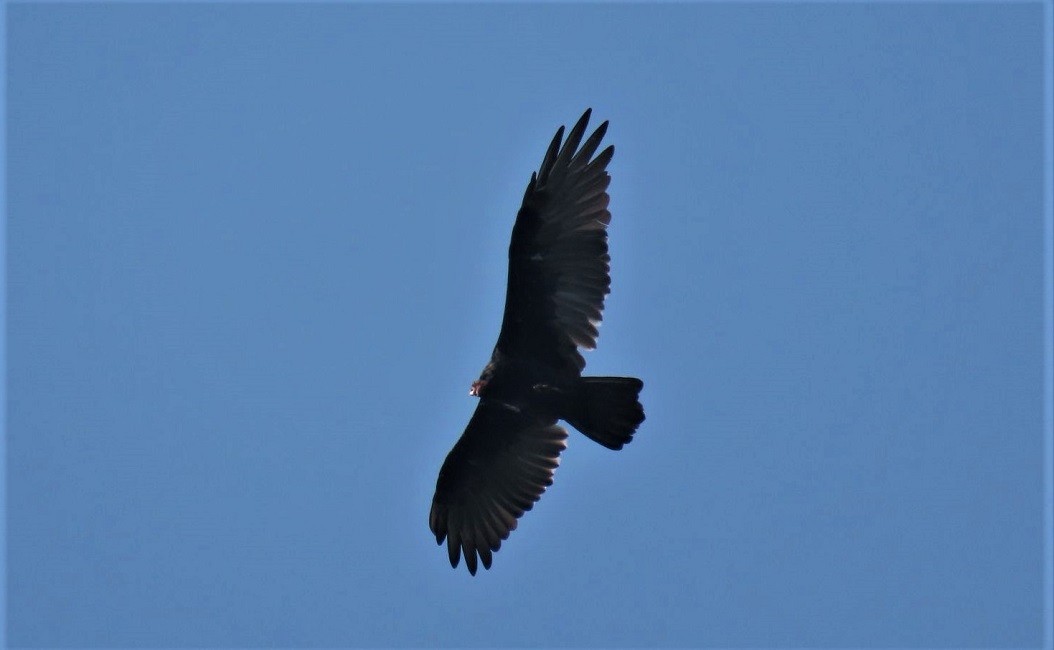 Turkey Vulture - ML483392891