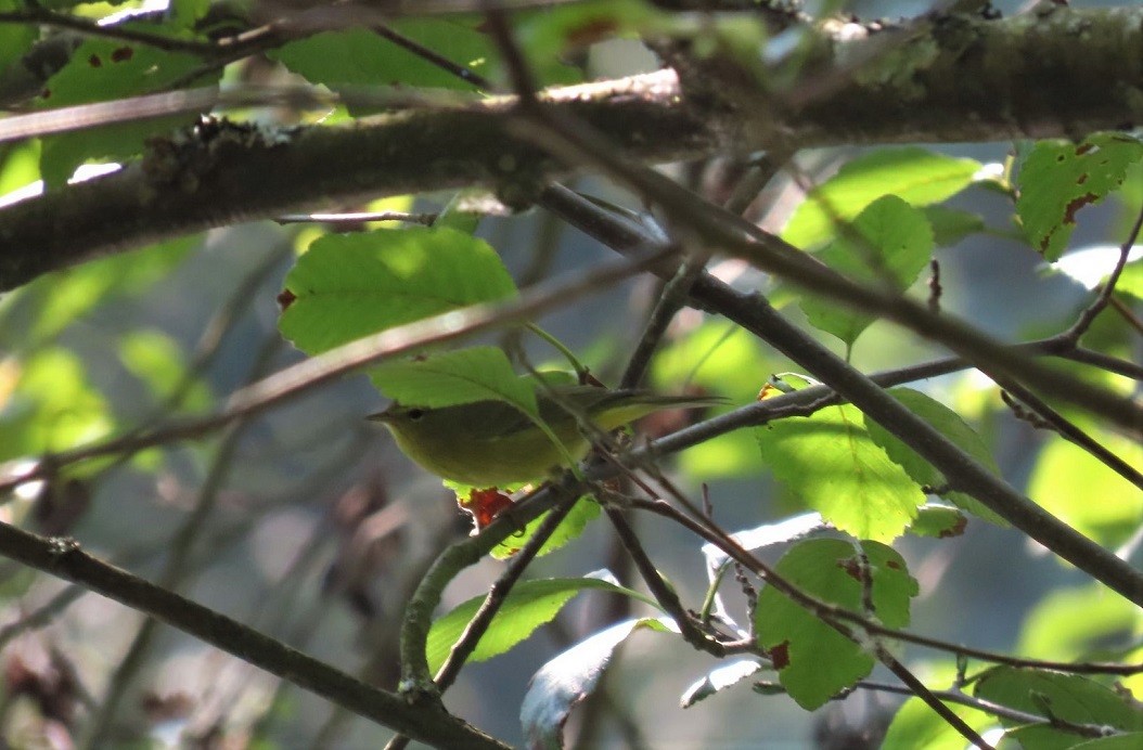 Orange-crowned Warbler - Mark Vernon