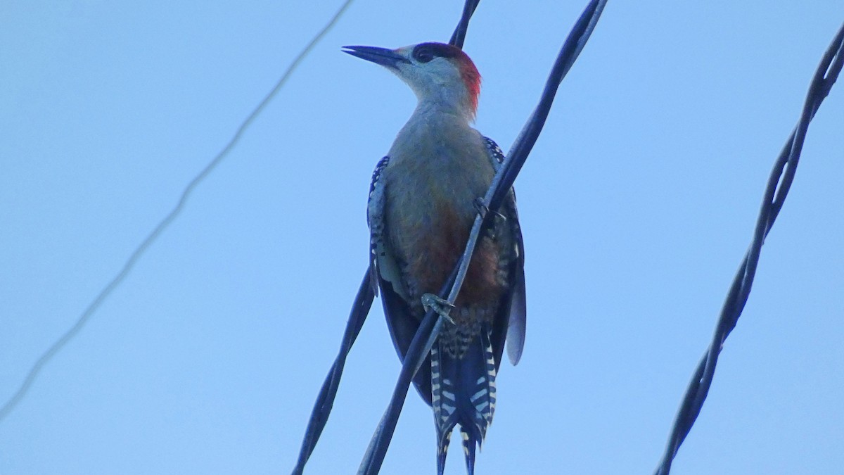 West Indian Woodpecker - ML483398281