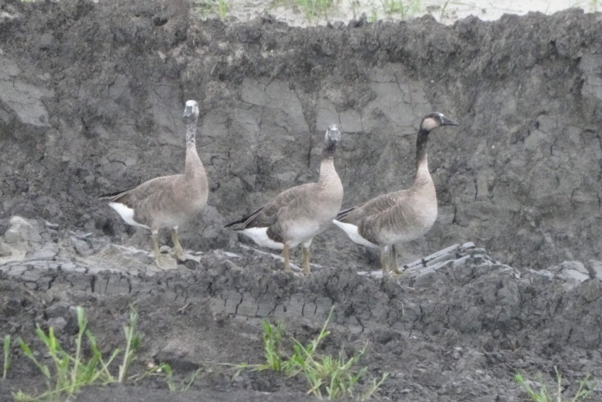 Domestic goose sp. x Canada Goose (hybrid) - ML483400941