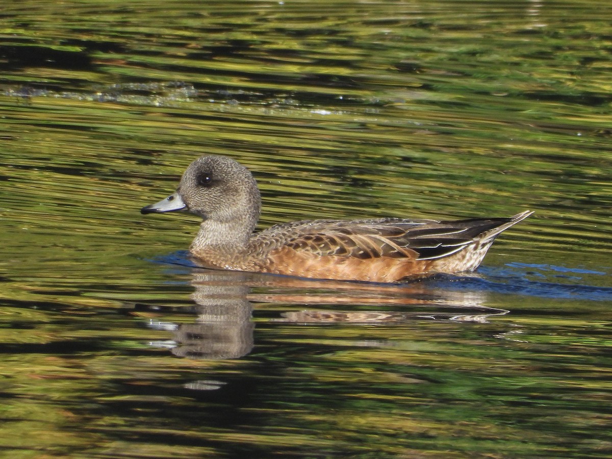 eBird Checklist 11 Sep 2022 Bass Ponds 44 species