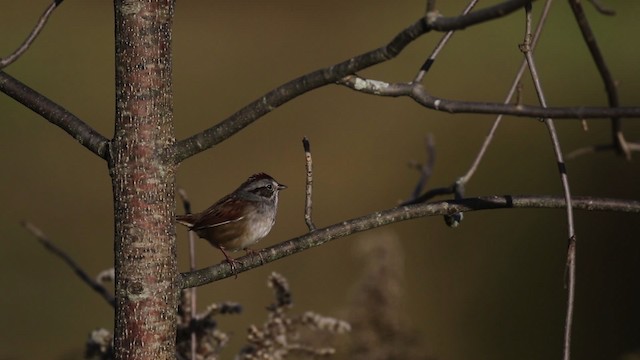 Swamp Sparrow - ML483403