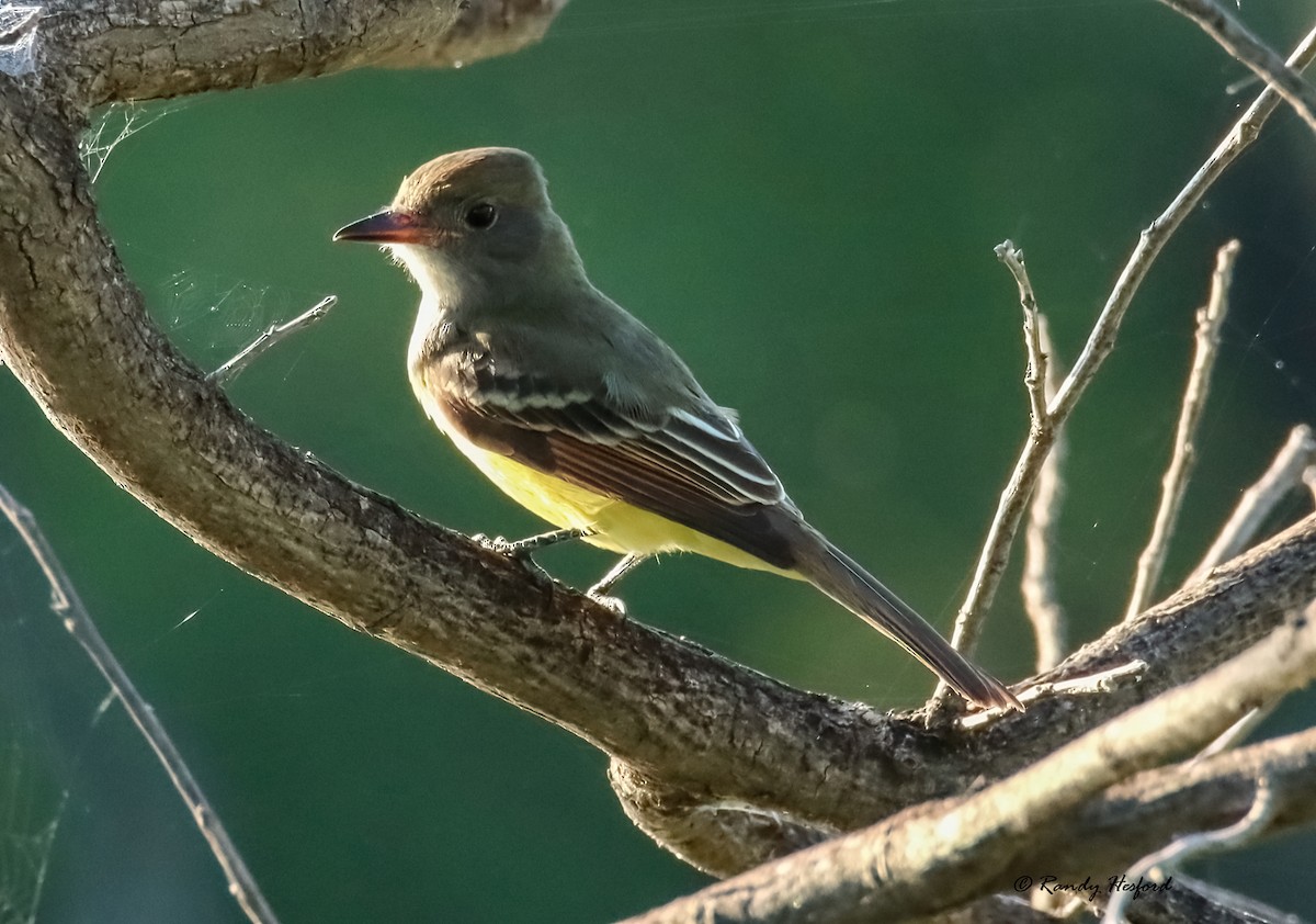 Great Crested Flycatcher - Randy Hesford