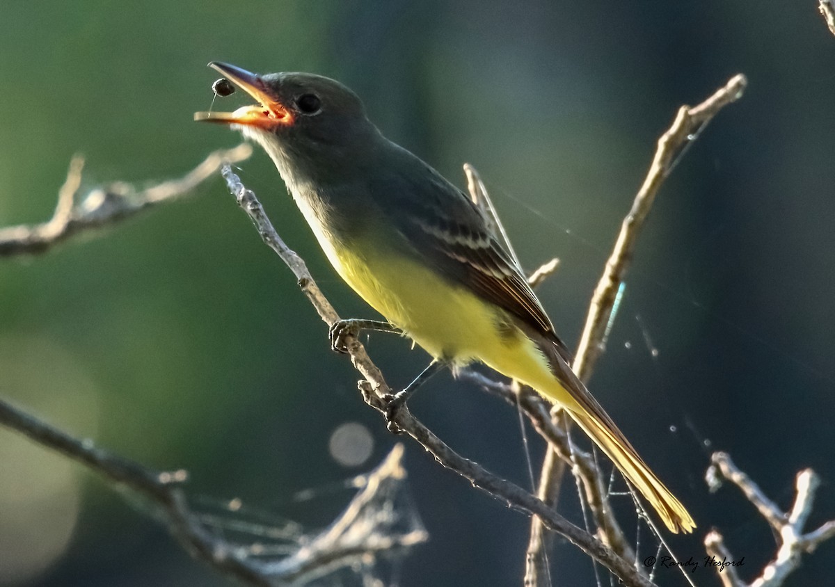 Great Crested Flycatcher - ML483404201