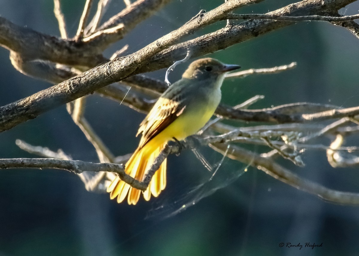 Great Crested Flycatcher - ML483404211