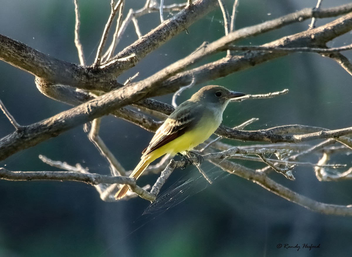 Great Crested Flycatcher - ML483404221