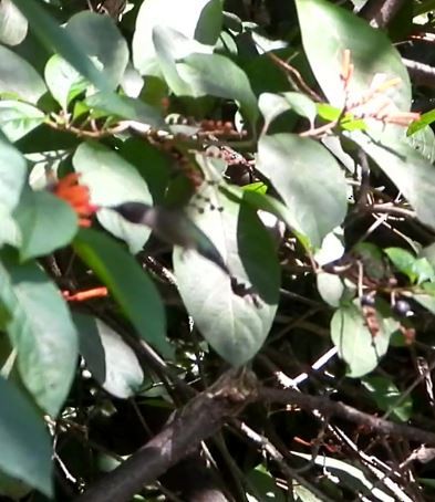 Ruby-throated Hummingbird - Mark Penkower