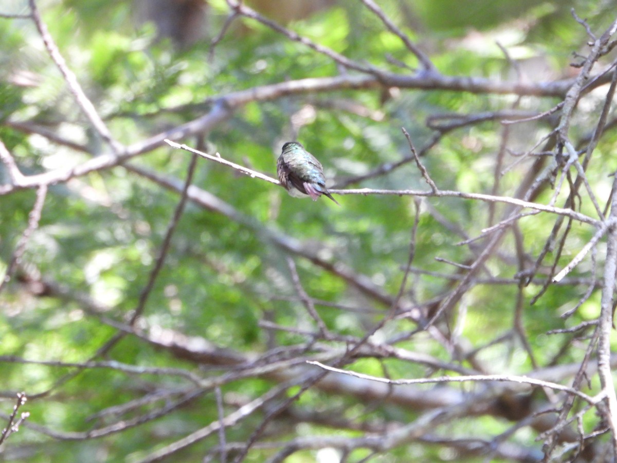 Ruby-throated Hummingbird - Mark Penkower