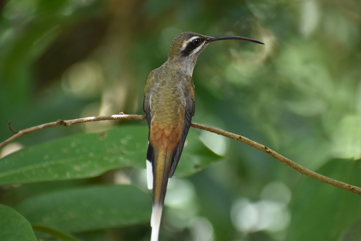 Sooty-capped Hermit - ML483404551